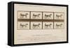 The Horse in Motion', 1878-Eadweard Muybridge-Framed Stretched Canvas