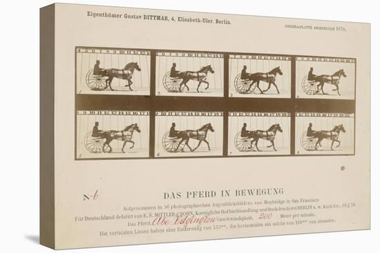 The Horse in Motion', 1878-Eadweard Muybridge-Stretched Canvas
