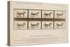 The Horse in Motion', 1878-Eadweard Muybridge-Stretched Canvas