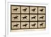 The Horse in Motion, 'Animal Locomotion' Series, C.1878-Eadweard Muybridge-Framed Giclee Print