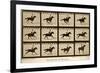 The Horse in Motion, 'Animal Locomotion' Series, C.1878-Eadweard Muybridge-Framed Giclee Print