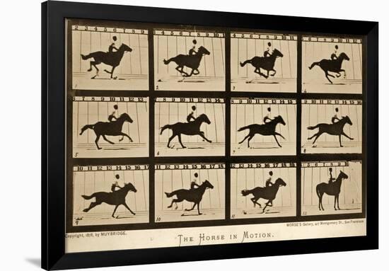 The Horse in Motion, 'Animal Locomotion' Series, C.1878-Eadweard Muybridge-Framed Giclee Print