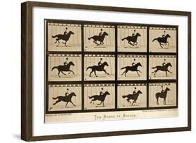 The Horse in Motion, 'Animal Locomotion' Series, C.1878-Eadweard Muybridge-Framed Giclee Print