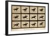 The Horse in Motion, 'Animal Locomotion' Series, C.1878-Eadweard Muybridge-Framed Giclee Print