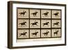 The Horse in Motion, 'Animal Locomotion' Series, C.1878-Eadweard Muybridge-Framed Giclee Print