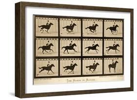 The Horse in Motion, 'Animal Locomotion' Series, C.1878-Eadweard Muybridge-Framed Giclee Print