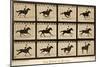 The Horse in Motion, 'Animal Locomotion' Series, C.1878-Eadweard Muybridge-Mounted Giclee Print