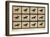 The Horse in Motion, 'Animal Locomotion' Series, C.1878-Eadweard Muybridge-Framed Premium Giclee Print
