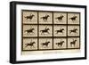 The Horse in Motion, 'Animal Locomotion' Series, C.1878-Eadweard Muybridge-Framed Premium Giclee Print