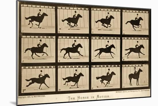 The Horse in Motion, 'Animal Locomotion' Series, C.1878-Eadweard Muybridge-Mounted Premium Giclee Print