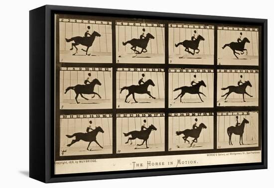 The Horse in Motion, 'Animal Locomotion' Series, C.1878-Eadweard Muybridge-Framed Stretched Canvas