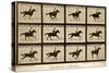 The Horse in Motion, 'Animal Locomotion' Series, C.1878-Eadweard Muybridge-Stretched Canvas