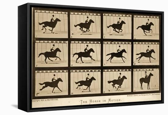 The Horse in Motion, 'Animal Locomotion' Series, C.1878-Eadweard Muybridge-Framed Stretched Canvas