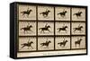 The Horse in Motion, 'Animal Locomotion' Series, C.1878-Eadweard Muybridge-Framed Stretched Canvas