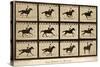 The Horse in Motion, 'Animal Locomotion' Series, C.1878-Eadweard Muybridge-Stretched Canvas