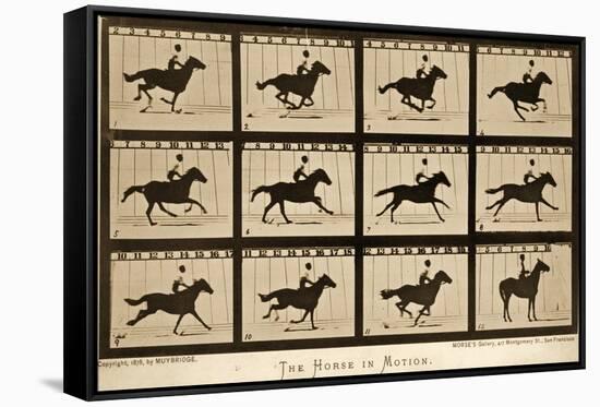 The Horse in Motion, 'Animal Locomotion' Series, C.1878-Eadweard Muybridge-Framed Stretched Canvas