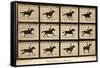 The Horse in Motion, 'Animal Locomotion' Series, C.1878-Eadweard Muybridge-Framed Stretched Canvas