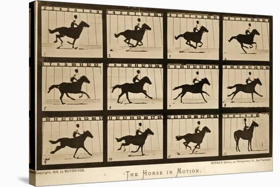 The Horse in Motion, 'Animal Locomotion' Series, C.1878-Eadweard Muybridge-Stretched Canvas