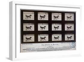 The Horse in Motion-Eadweard Muybridge-Framed Giclee Print