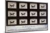 The Horse in Motion-Eadweard Muybridge-Mounted Giclee Print