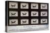 The Horse in Motion-Eadweard Muybridge-Stretched Canvas