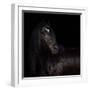 The Horse King-null-Framed Photographic Print