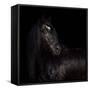 The Horse King-null-Framed Stretched Canvas