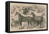 The Horse Show at in the Agricultural Hall-null-Framed Stretched Canvas