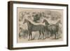 The Horse Show at in the Agricultural Hall-null-Framed Giclee Print