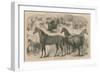 The Horse Show at in the Agricultural Hall-null-Framed Giclee Print