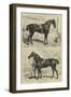 The Horse Show at the Agricultural Hall, Islington-Alfred Sheldon-Williams-Framed Giclee Print