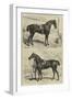 The Horse Show at the Agricultural Hall, Islington-Alfred Sheldon-Williams-Framed Giclee Print