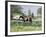 The Horse Show,-Edward Dawson-Framed Giclee Print