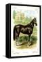 The Horse-null-Framed Stretched Canvas