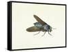 The Horsefly, 18th Century-Georg Dionysius Ehret-Framed Stretched Canvas