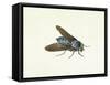 The Horsefly, 18th Century-Georg Dionysius Ehret-Framed Stretched Canvas