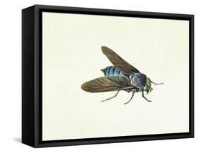 The Horsefly, 18th Century-Georg Dionysius Ehret-Framed Stretched Canvas