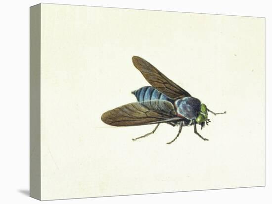 The Horsefly, 18th Century-Georg Dionysius Ehret-Stretched Canvas