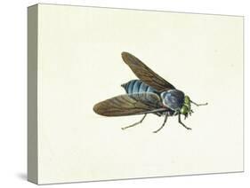The Horsefly, 18th Century-Georg Dionysius Ehret-Stretched Canvas