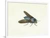 The Horsefly, 18th Century-Georg Dionysius Ehret-Framed Giclee Print