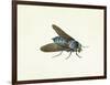 The Horsefly, 18th Century-Georg Dionysius Ehret-Framed Giclee Print
