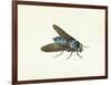 The Horsefly, 18th Century-Georg Dionysius Ehret-Framed Giclee Print