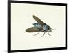 The Horsefly, 18th Century-Georg Dionysius Ehret-Framed Giclee Print