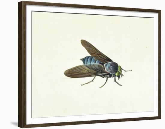 The Horsefly, 18th Century-Georg Dionysius Ehret-Framed Premium Giclee Print