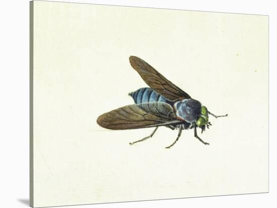 The Horsefly, 18th Century-Georg Dionysius Ehret-Stretched Canvas