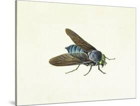 The Horsefly, 18th Century-Georg Dionysius Ehret-Stretched Canvas