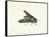 The Horsefly, 18th Century-Georg Dionysius Ehret-Framed Stretched Canvas