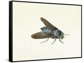 The Horsefly, 18th Century-Georg Dionysius Ehret-Framed Stretched Canvas