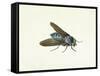 The Horsefly, 18th Century-Georg Dionysius Ehret-Framed Stretched Canvas