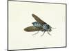 The Horsefly, 18th Century-Georg Dionysius Ehret-Mounted Giclee Print